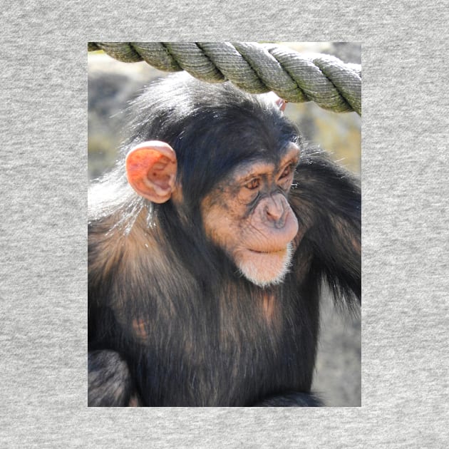 Chimpanzee by kirstybush